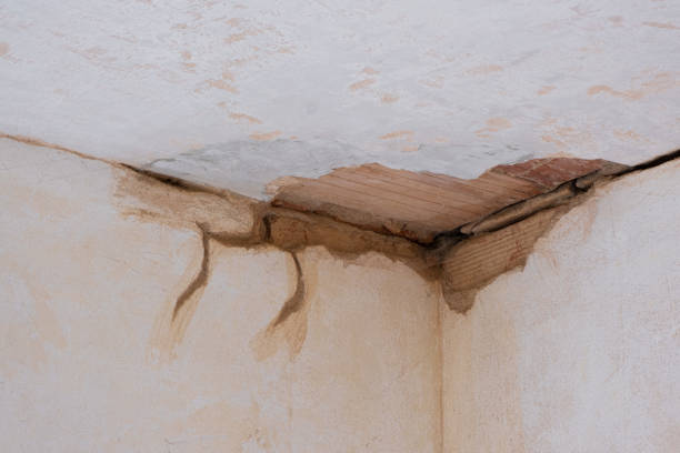 Best Basement water damage restoration  in Red Chute, LA