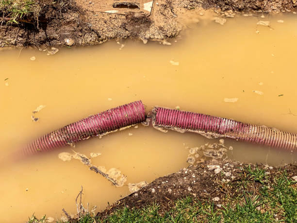 Best Professional water damage repair  in Red Chute, LA