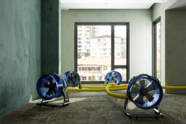 Best Mold removal after water damage  in Red Chute, LA
